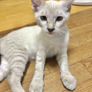 活発で人懐こい菖（しょう）君　オス　３ヶ月