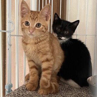 生後2ヶ月のとっても仲良し兄妹の仔猫