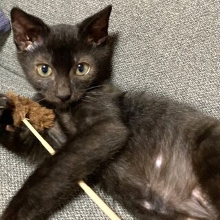 おもちゃだいすき♡黒猫しゅん