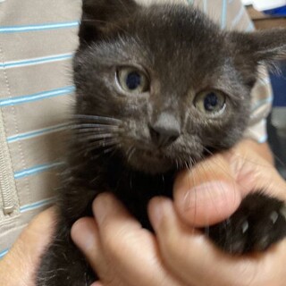 ひとなればっちり♡黒猫しゅう