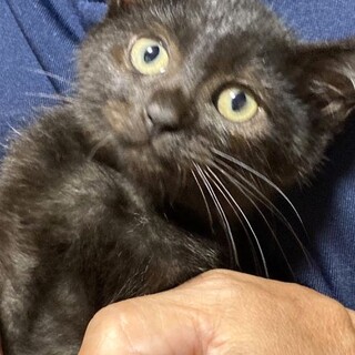 ぽっちゃりさん♡黒猫なつ