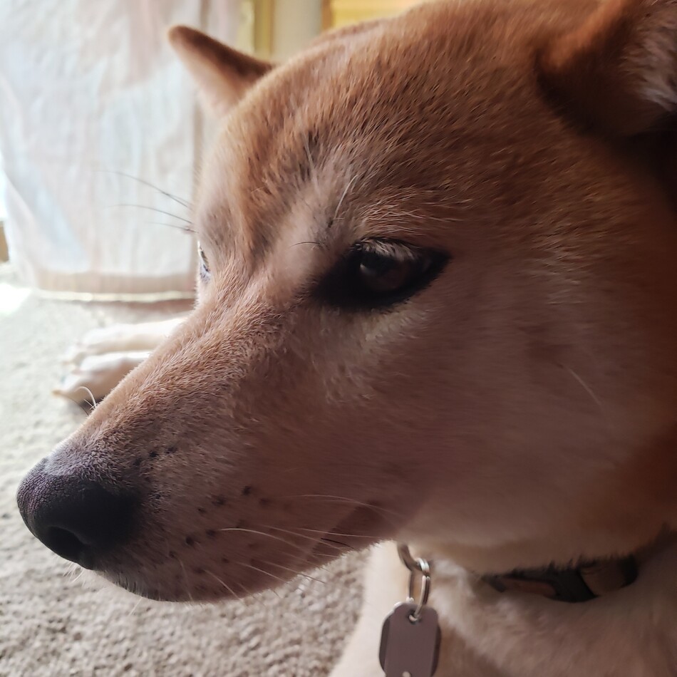 茉莉(まつり)のカバー写真