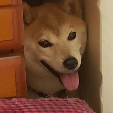 茉莉(まつり)の写真