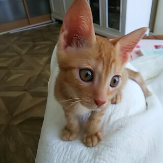 屋久島生まれ♡茶トラのジル君