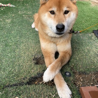 柴犬　去勢済み