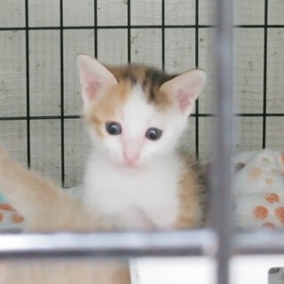 トライアル中。可愛いお顔❤️かき