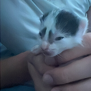 生後1週間の子猫