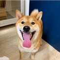 柴犬1歳です