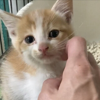 まだ、ママの事が恋しい甘えん坊の男の子エンジン