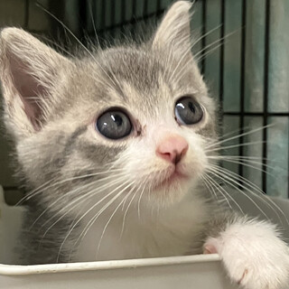 検討中　幸せ待ち。グレーキジ白❤️