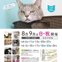 173回　保護猫カフェQsmet（くすめっと）　定例里親譲渡会