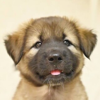 生後約2ヵ月♪元気いっぱい!一緒にたくさん遊ぼうね