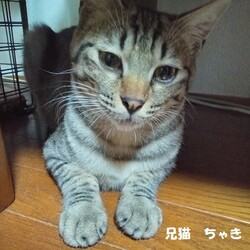 嫁ちゃんの紹介のあとは　嫁ちゃんの息子兄猫のチャキ