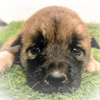 5-3-118◆愛おしい子犬◆家族に迎えませんか？