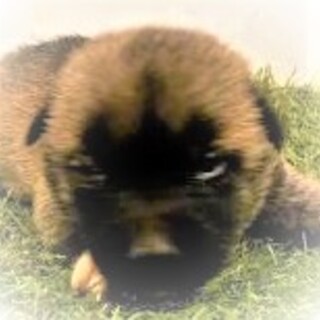 5-3-120◆可愛い子犬◆家族に迎えませんか？