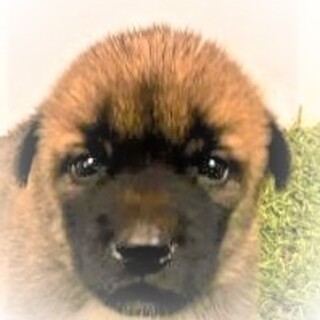 5-3-122◆可愛い子犬◆家族に迎えませんか？