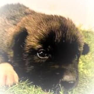 5-3-123◆可愛い子犬◆家族に迎えませんか？