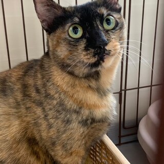 サビ猫好きにはたまらない！目クリクリの『ティティ』