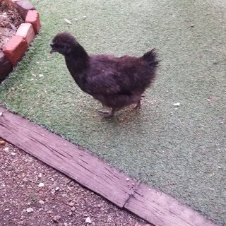 烏骨鶏のメス二羽と雛