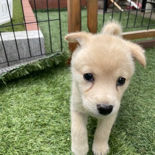 【募集】タルト♂の幸せを探しています！