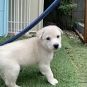 【募集】ウィリー♂の幸せを探しています！