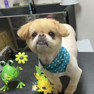 シーズー風mix♂ボス君☆保健所レスキュー