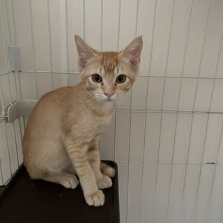 茶トラ　柴犬のような珍しい色