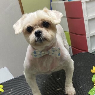 シーズー風mix♂ジョージ君☆保健所レスキュー