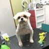 シーズー風mix♂ジョージ君☆保健所レスキュー サムネイル2