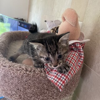 みんなと仲良し黒キジ子猫１か月半女の子