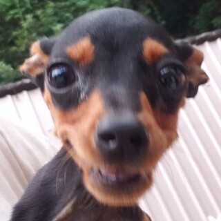 ミニチュアピンシャー♂ハンデ有