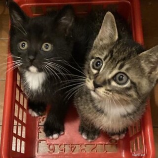 ペアで！人馴れ抜群！ダイヤちゃん、ポウくん