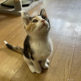 美人ミケちゃん