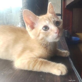 茶トラのチャーくん