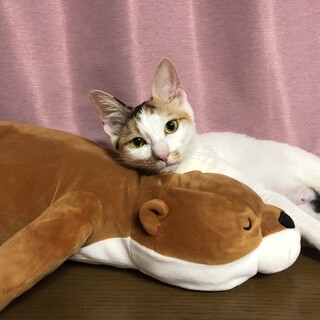 可愛い三毛猫のメス　推定1歳半　マロちゃん