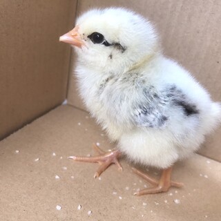 7/20に孵化したひよこ9匹(性別不明)