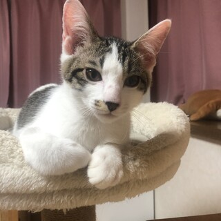 元気いっぱい！走るの大好きぼーちゃん！４ヶ月