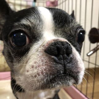 ボストンテリア