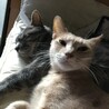 おっとりなシンバ君とスカー君