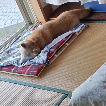 毎日あついわぁ〜(；´Д｀)バテバテ〜みんな〜大丈夫？？
