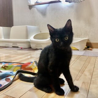 ありがとうございました★穏やかな黒猫リュウトくん