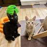 ありがとうございました★穏やかな黒猫リュウトくん サムネイル4
