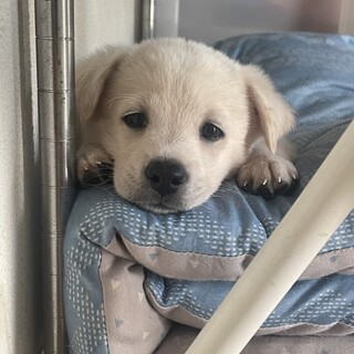 一旦募集停止ちょっと控えめで優しい子です