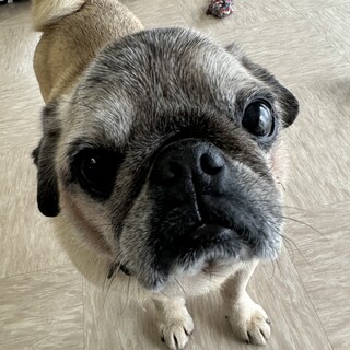 パグ♂癒されています