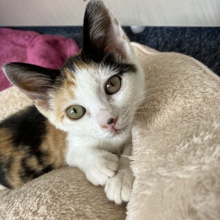 人なっこい甘えん坊のたまちゃん