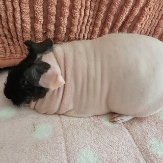 8月頭までの緊急募集です