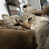 もざりん