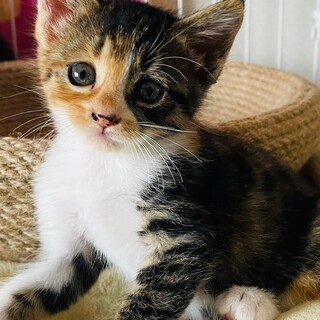 7/30譲渡会 ミケの女の子　1か月のあの