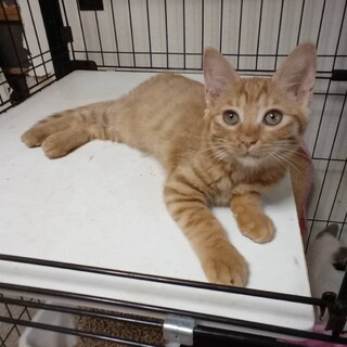 ラー、里親さま決定！ありがとうございました♥️