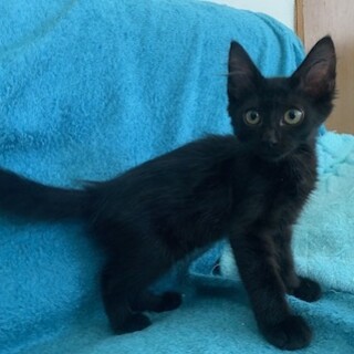 可愛い半長毛？黒猫 ぺたちゃん２ヶ月